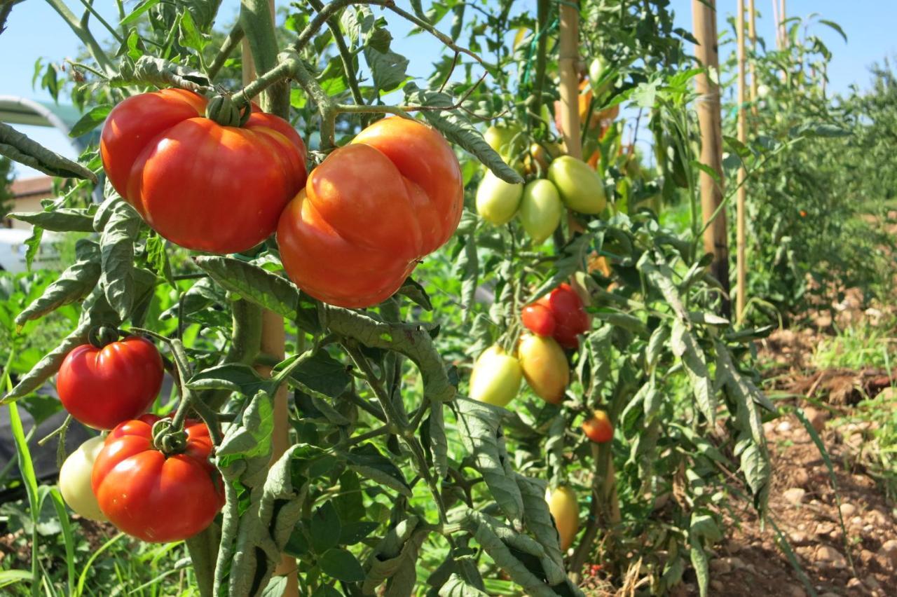 פסקנטינה Agriturismo Fior Di Maggio מראה חיצוני תמונה