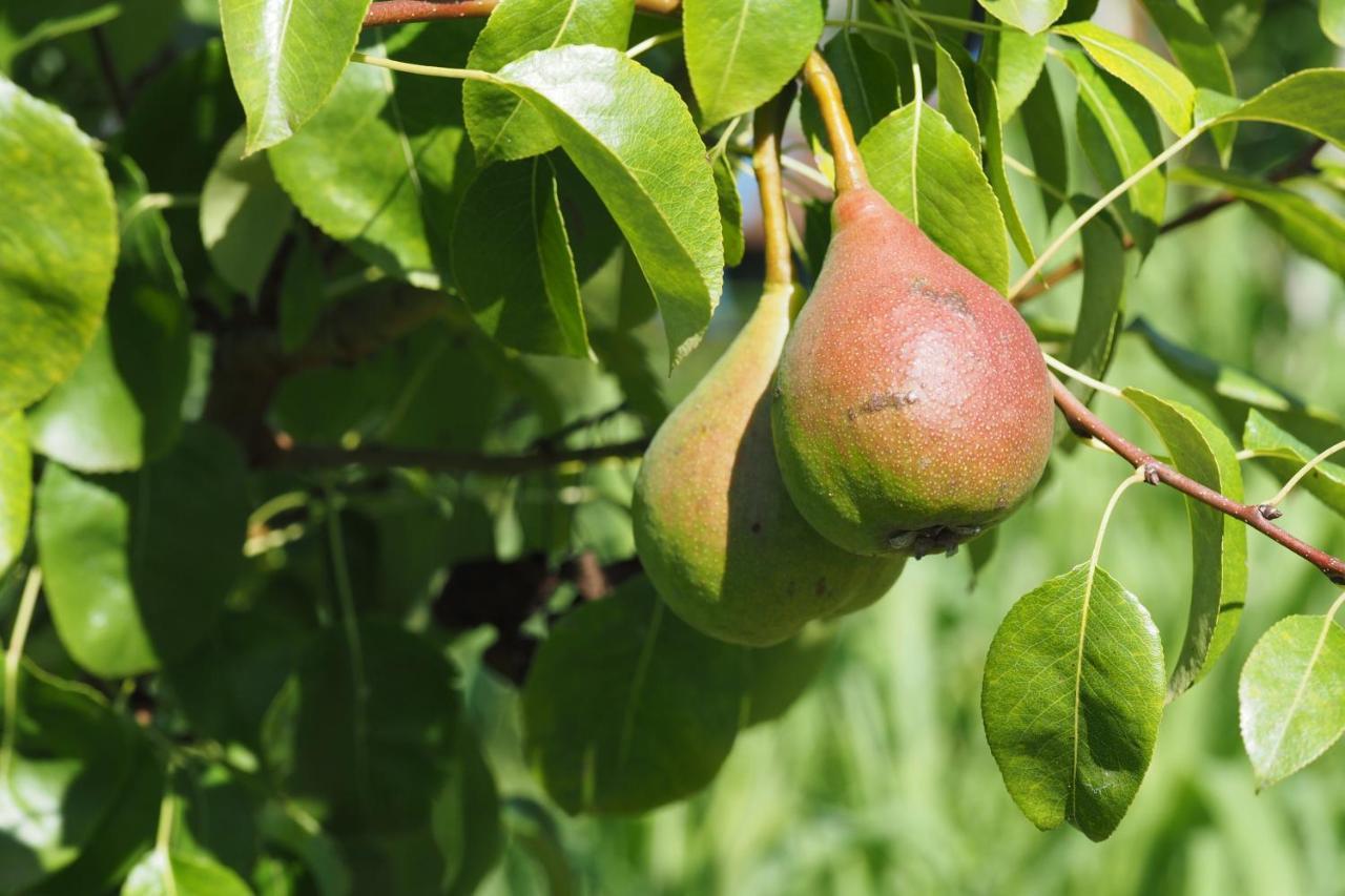 פסקנטינה Agriturismo Fior Di Maggio מראה חיצוני תמונה